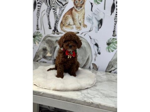 Kore poodle bebeklerimiz hazır