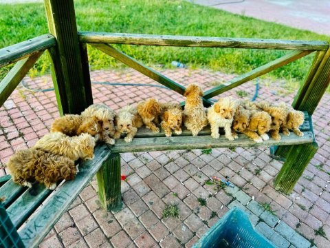 Çok uygun aşılı maltipoo bizde