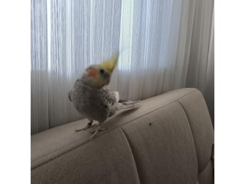 1 yaşında ele alışkın konuşan sultan papağanı