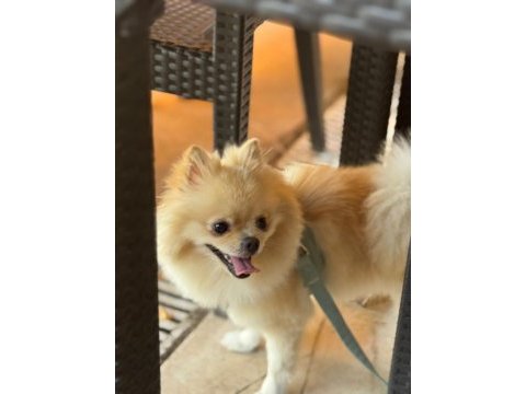 Sevimli pomeranian yavrular