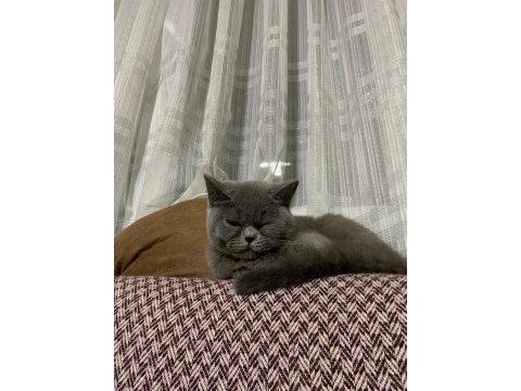 Safkan british shorthair kedisi