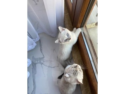 British shorthair