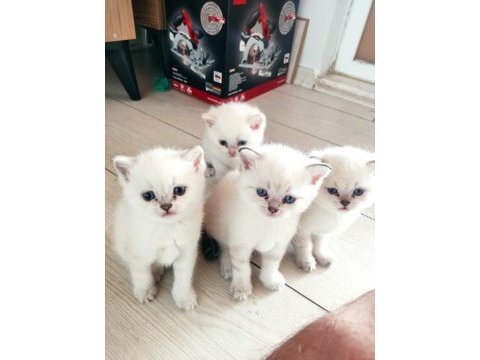 British shorthair 50 günlük yavrulara yeni yuva arıyoruz