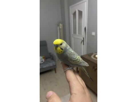 Konuşan ele kola gelen insan canlısı muhabbet kuşu