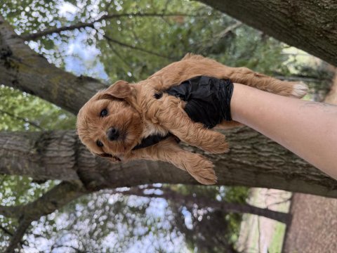 Maltipoo dişi erkek 