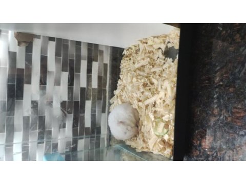 Bir birinden güzel kendi üretimimiz sevimli hamsterler