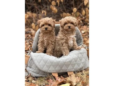 Ev üretimi baby face maltipoo yavrularımız
