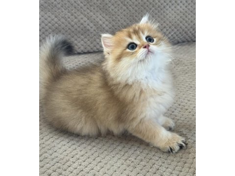 Safkan british longhair yavrumuz