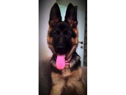 6 aylık alman çoban köpeği