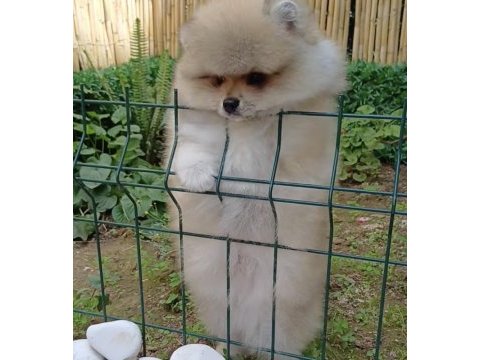 Kaliteli tip pomeranian boo erkek yavrular