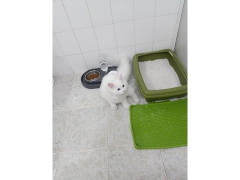 Şaşkin satişta british longhair