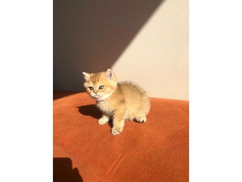 A kalite golden british shorthair bebekler