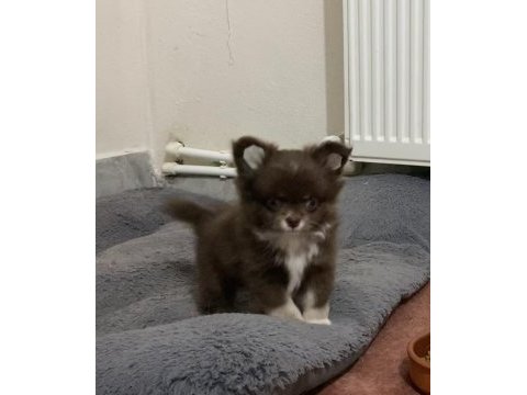 Mini şivava bebişler mamaya başladı