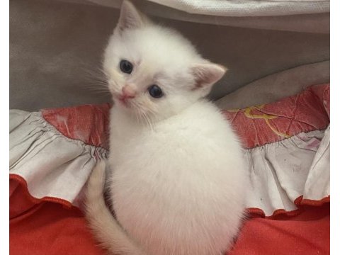 British shorthair yavrularımız yuva arıyor