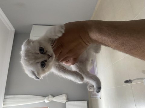 Safkan yavru kediler mavi göz