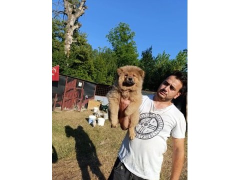 Üreticiden chow chow çin aslanı yavruları