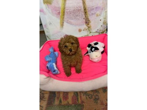 Bal rengi toy poodle bebeğimiz