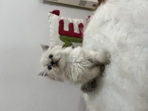 Ev ortamından sağlıklı ve oyuncu british shorthair yavrular