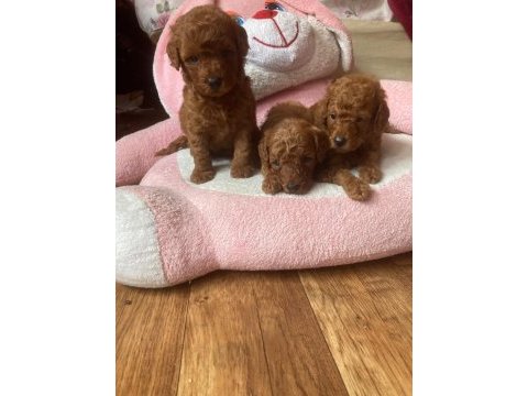 Toy poodle yavrular