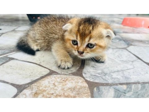 Kedimiz zumamizi sahiplendiriyoruz