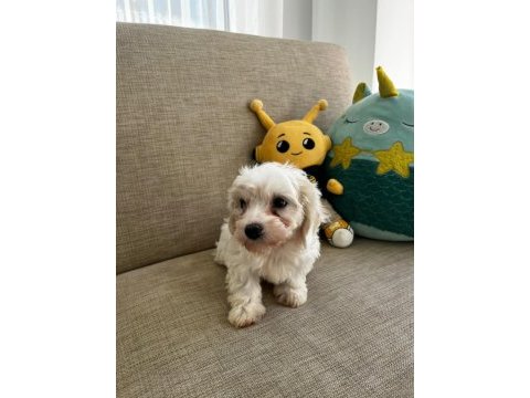 Kore maltese