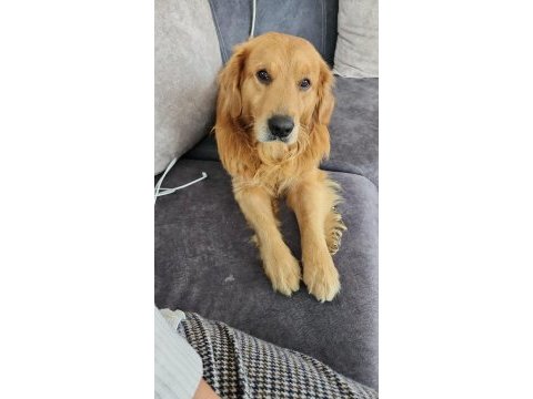 Erkek golden retriever bebeğime yuva arıyorum