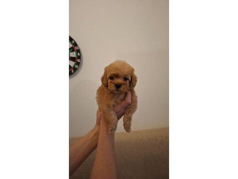 Toy poodle yavrularım sağlık ve ırk garantilidir