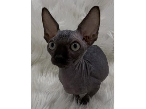 Sphynx sfenks yavru