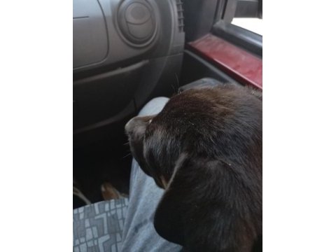 Cane corso rottweiler kırması