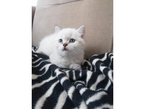 Blue point erkek british shorthair bebekler