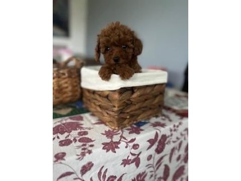 Teacup şecereli poodle yavrularımız