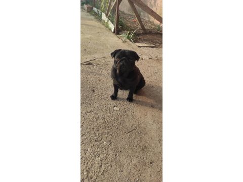 Yetişkin pug mops dişiler