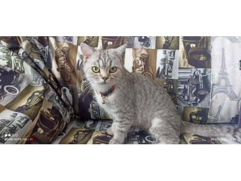 1 yaşında sahibinden british longhair