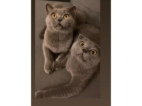 Scottish fold ve british kedisi