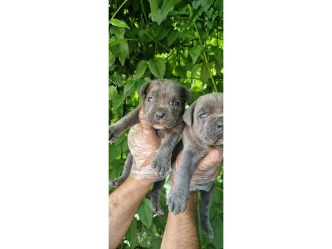 Orjinal blue cane corso italiano