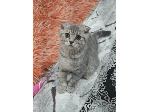 Kırık kulak scottish fold 6 aylık