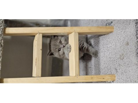 Ayı surat british shorthair kızımız yeni ailesini arıyor