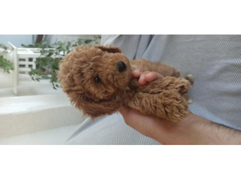 Safkan 2,5 aylık dişi poodle