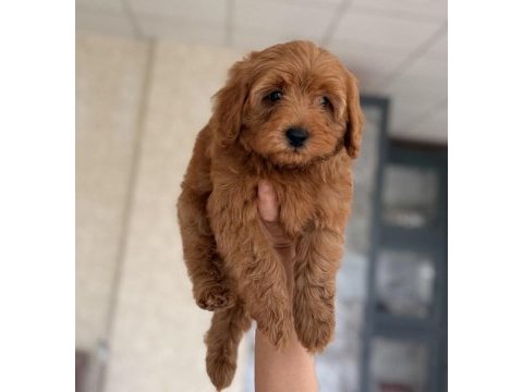 Maltipoo bebek