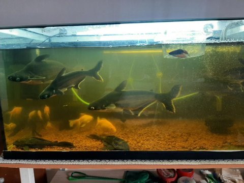6 tane 25 cm ve 30 cm arası köpek balığı 3 vatoz