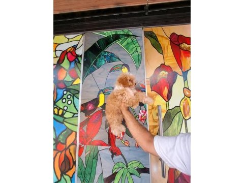 Irk ve sağlık garanti orjinal maltipoo bebeğimiz