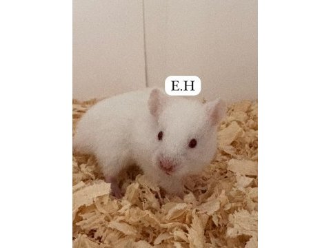 Suriye hamster yavrusu