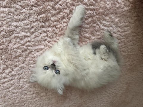 Pamuk scottish fold kızım