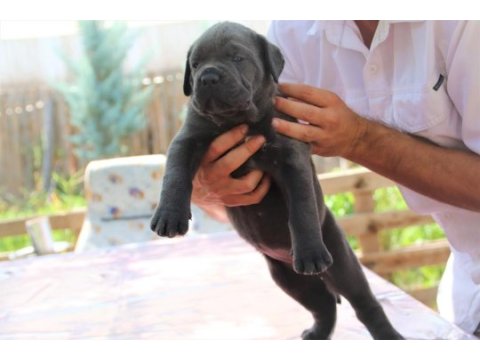 Fcı-kıf secereli cane corso yavrular