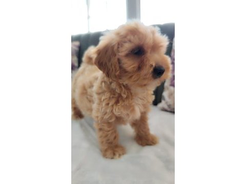 Gerçek anne baba maltipoo yavru mu ariyoruz