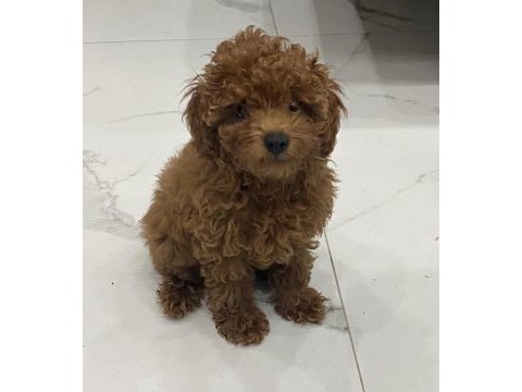 Teacup toy poodle yavrumuz