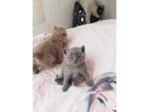 British shorthair yavruları