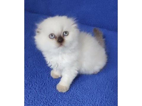 Teslime hazır mükemmel bir scottish fold