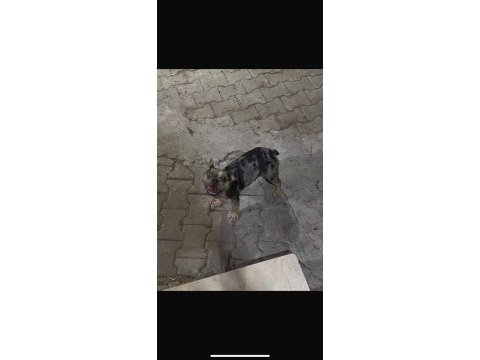 Fransız bulldog 2 adet