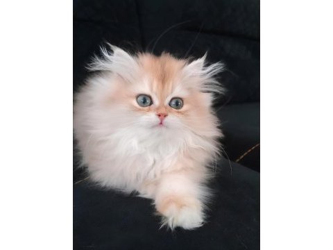 British longhair zarafeti